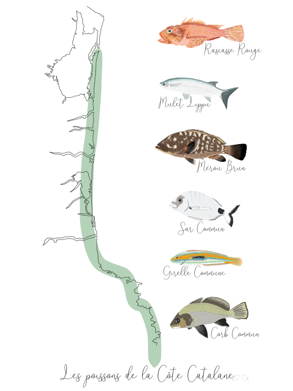 Affiche collection poissons de la Côte Catalane Claire sur la mer