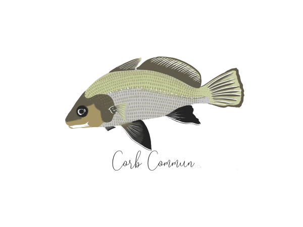 Corb commun collection poisson de la côte catalane affiche Claire sur la mer