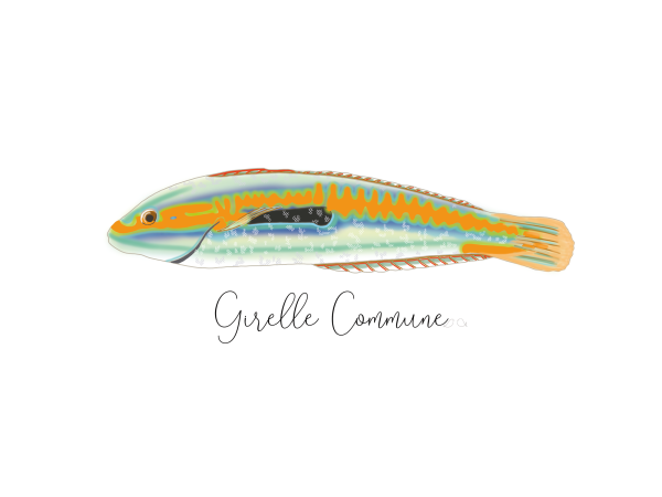 Girelle commune poisson de la Côte Catalane affiche Claire sur la mer