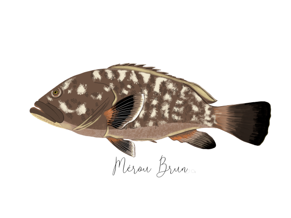 Merou brun affiche poisson Méditerranée Claire sur la mer