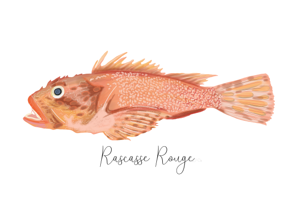Rascasse rouge afficherie poisson côte catalane Claire sur la mer
