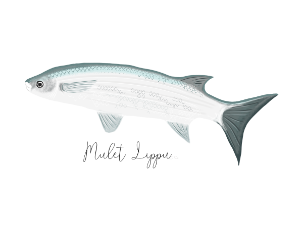 Mulet Lippu affiche de poisson de la côte catalane Claire sur la mer