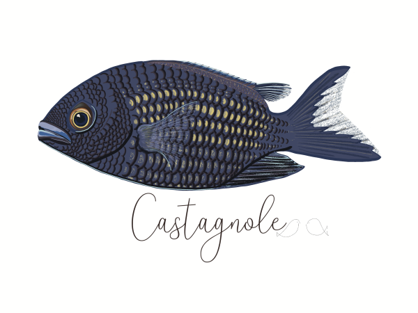 Affiche illustrée castagnole bleu noir, poisson de Méditerranée, Claire sur la Mer