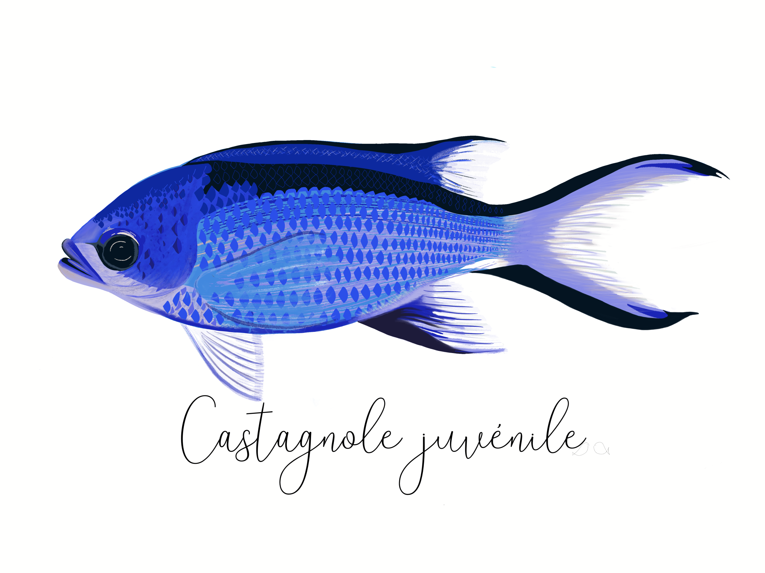 castagnole juvénile chromis chromis